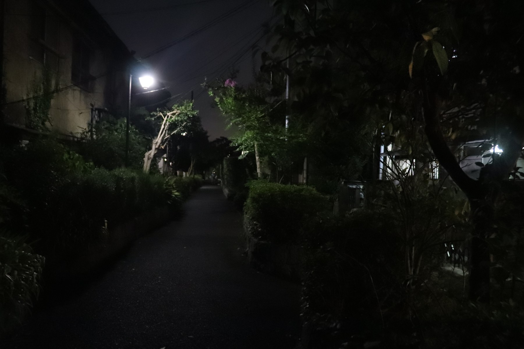 桃園川緑道20240818200745 IMG 1332 03.jpg